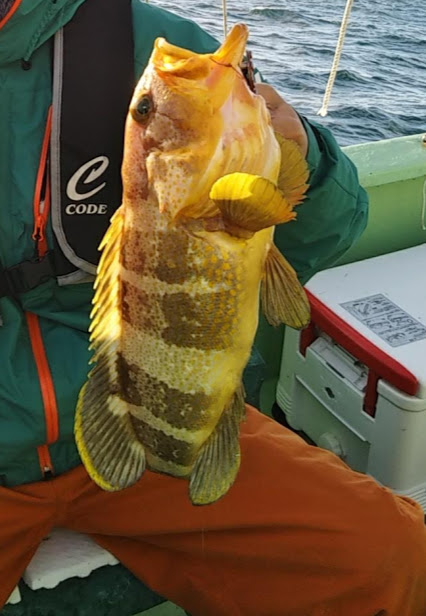 鯛ラバ釣り果